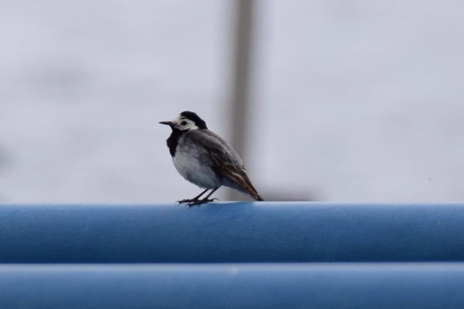 Wie weet de naam van deze vogel?