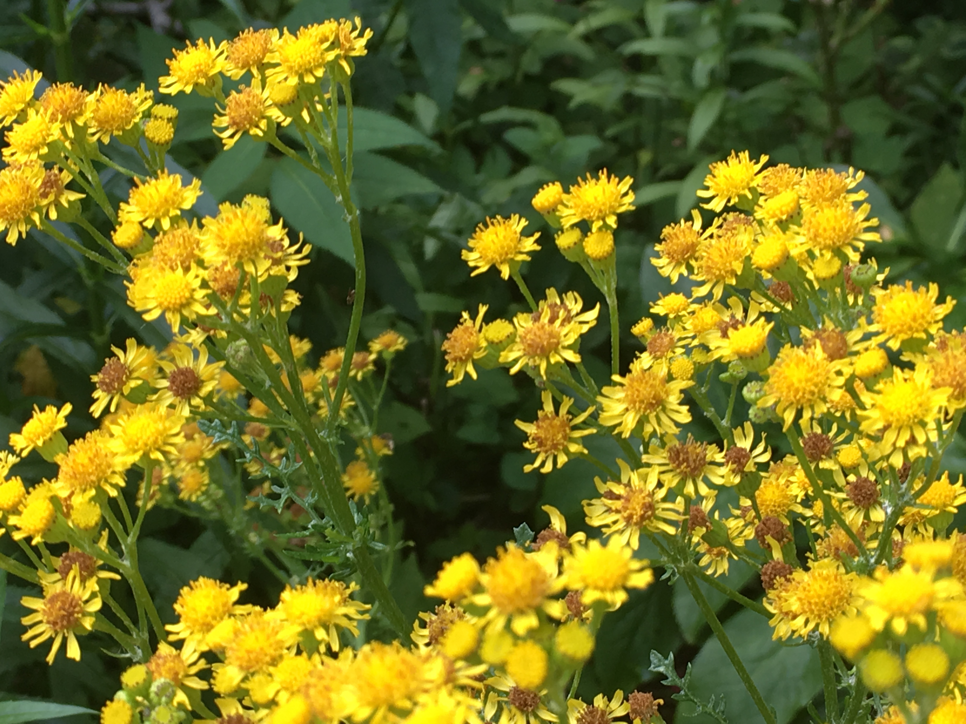 Hoe heet deze bloem?