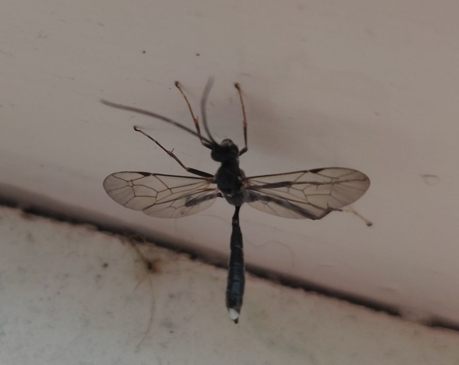 Wat is dit voor mug?