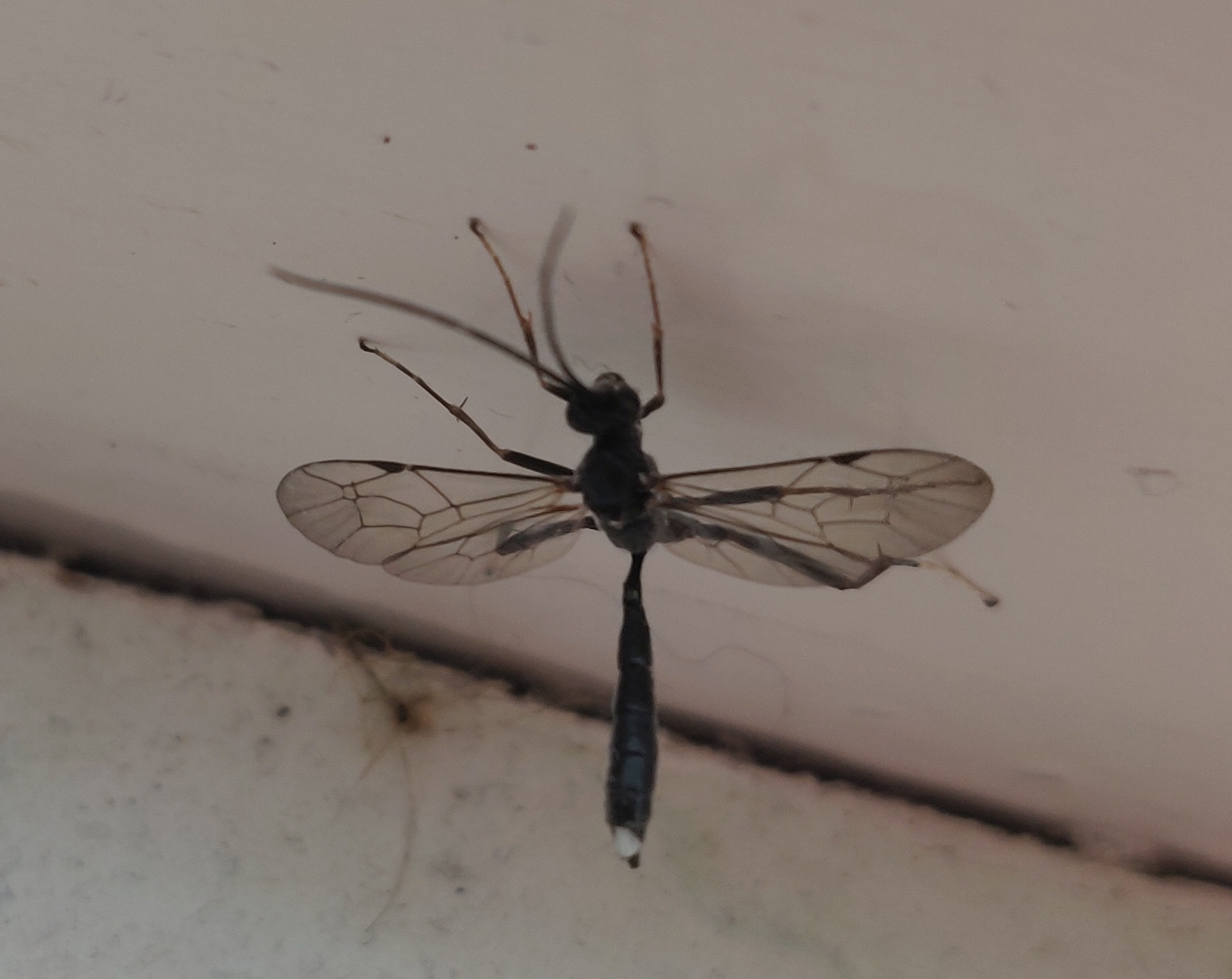 Wat is dit voor mug?