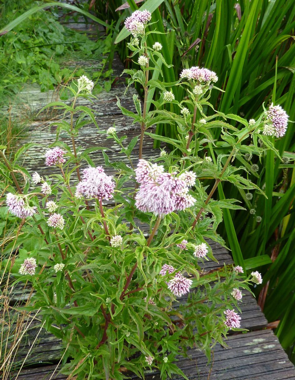 Hoe heet deze plant?