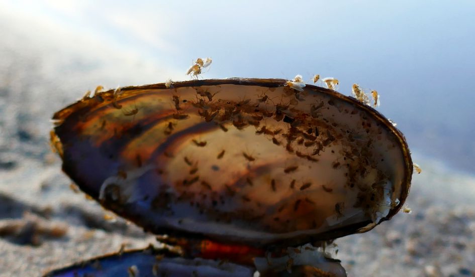 Wat voor beestjes op de mossel