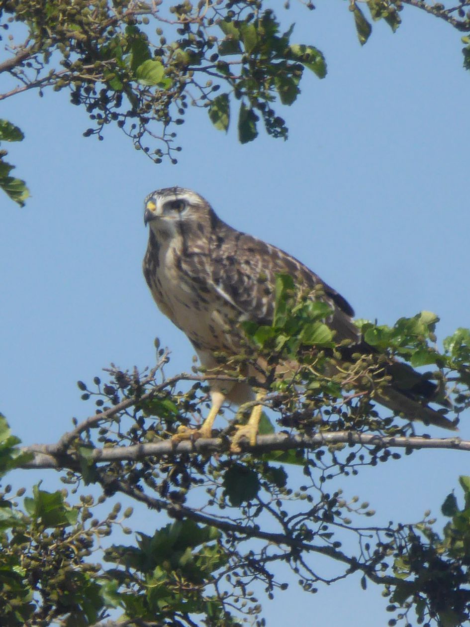 Welke roofvogel is dit?