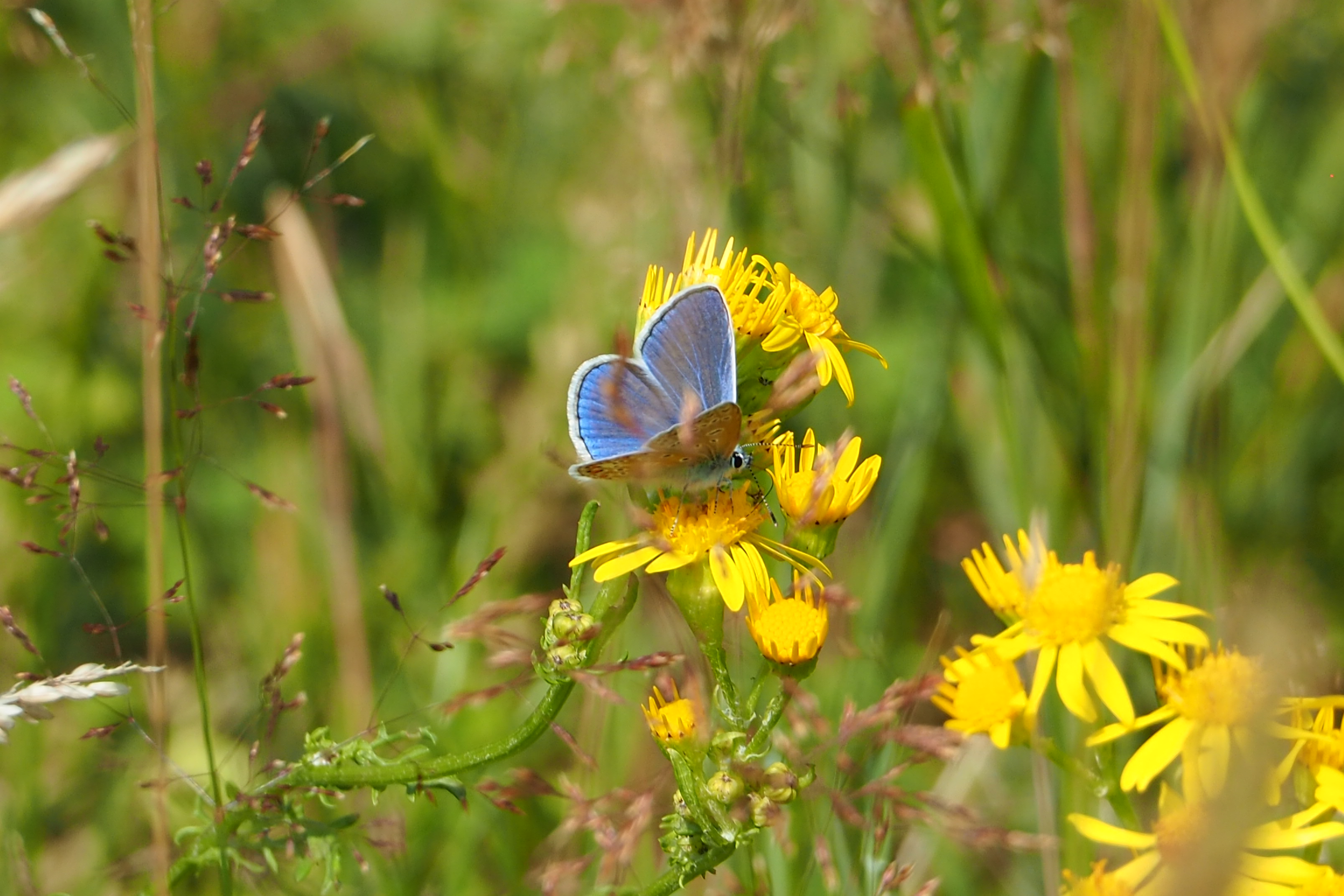 welk blauwtje is dit
