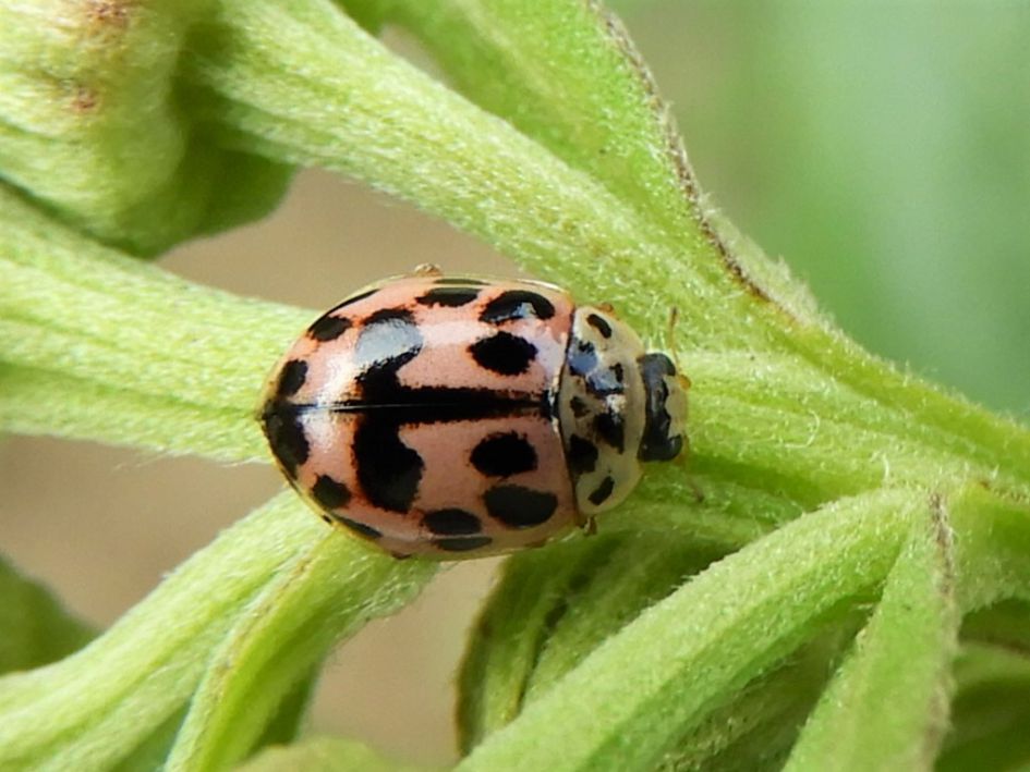 Liefheersbeestje...maar welke?