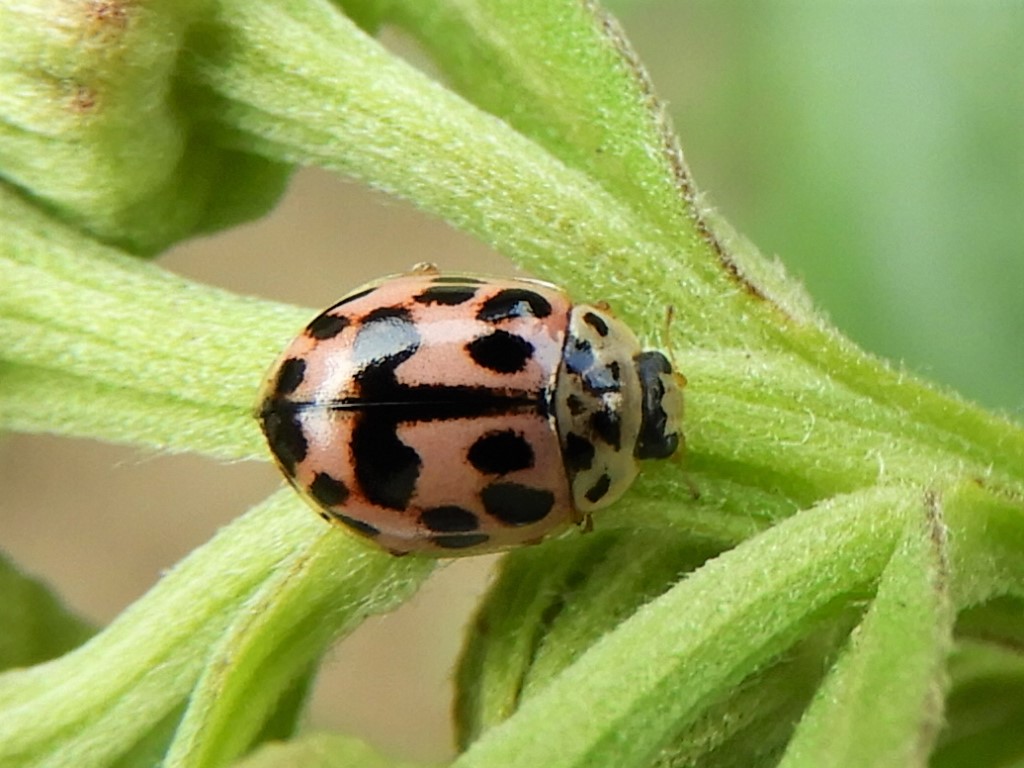 Liefheersbeestje...maar welke?