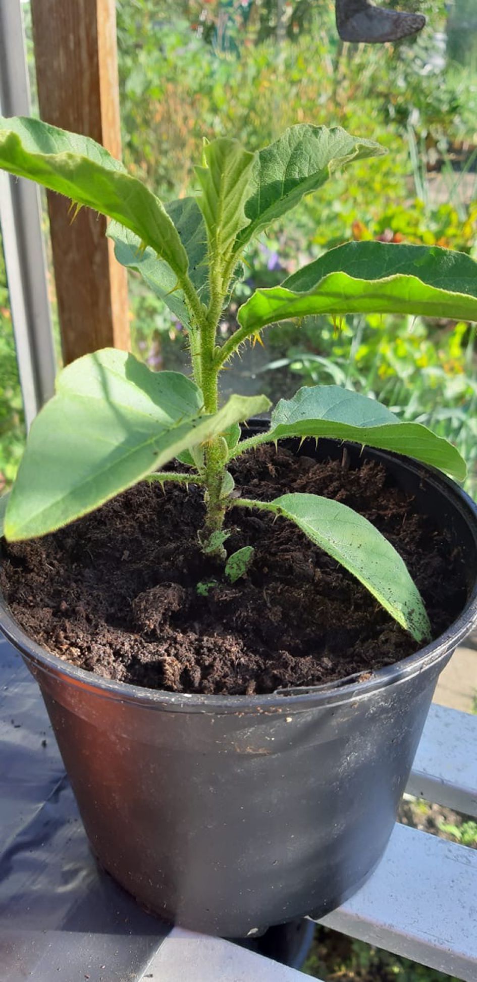 Zuidafrikaanse plant