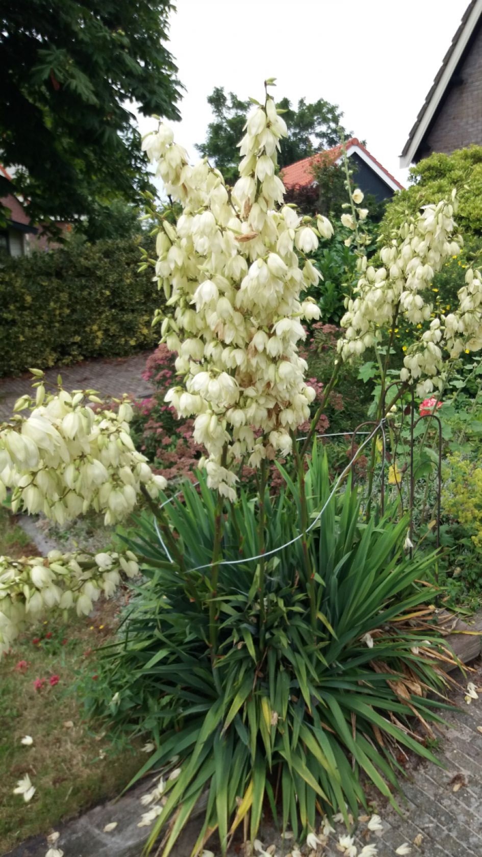 Hoe heet deze plant?