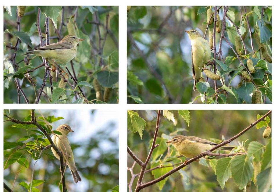 welke vogel is dit ?