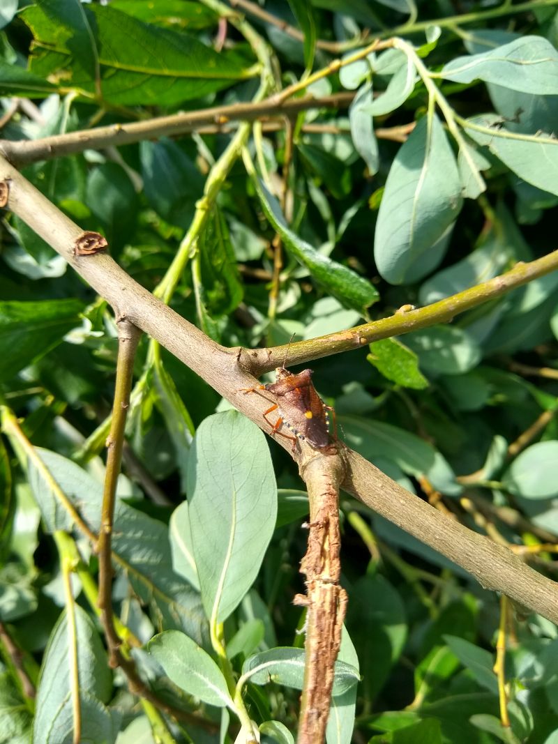 Beestje tussen het snoeihout
