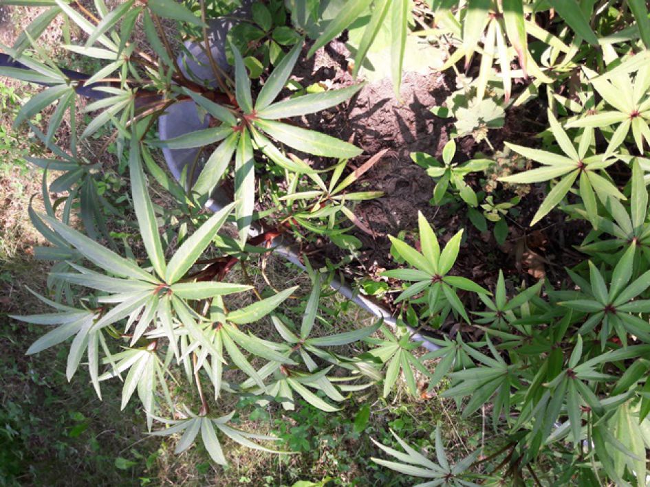 Groene vingerige bladeren .