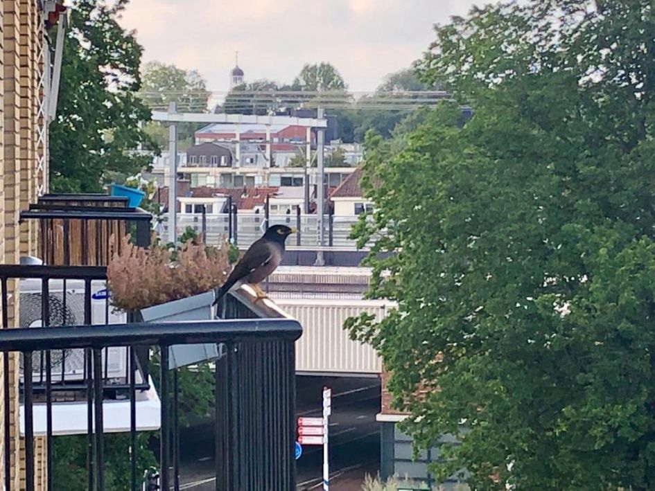 Onbekende vogel in Utrecht