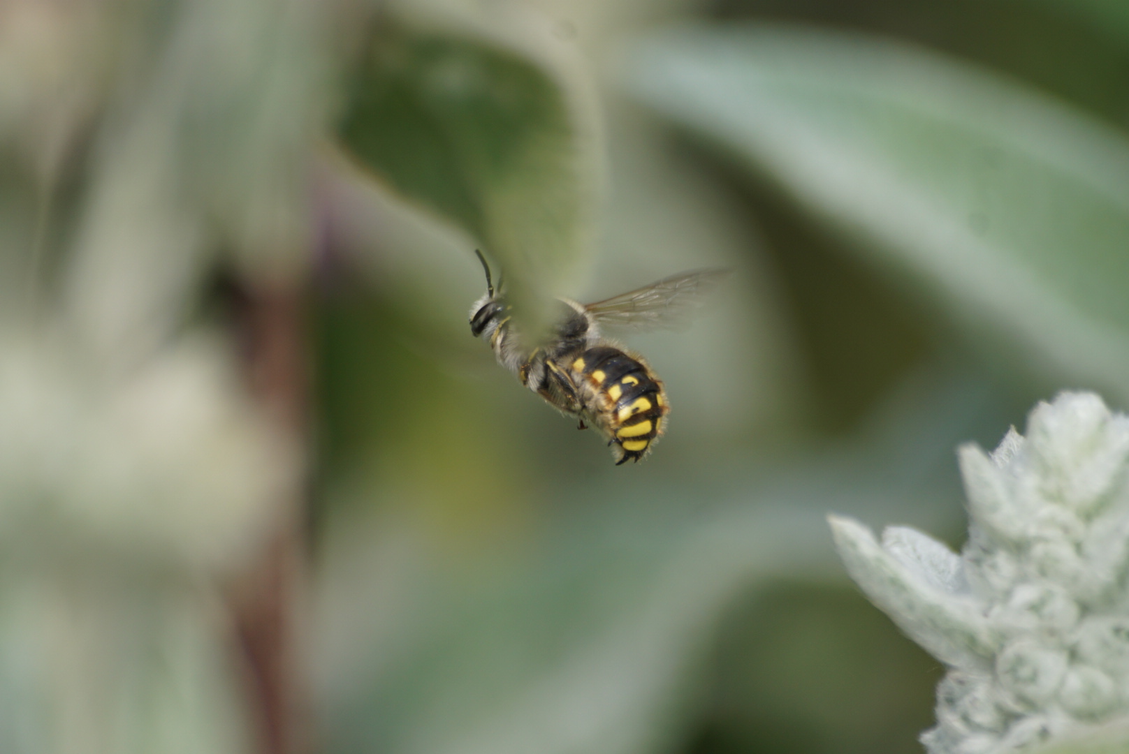 Is het een wesp of bij