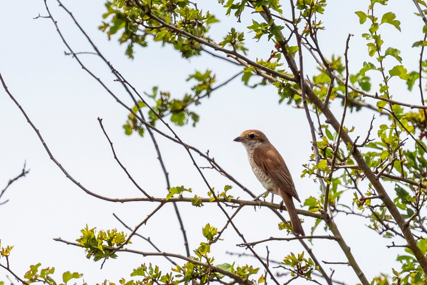 welke vogel is dit ?