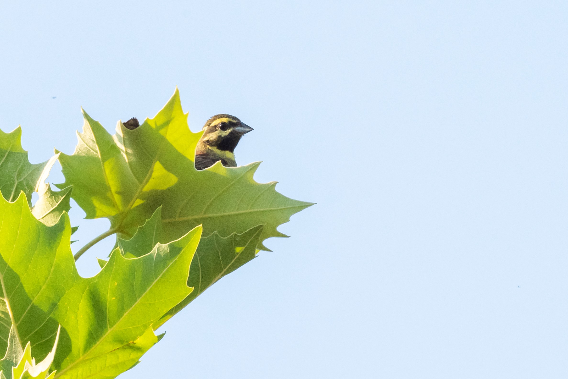 welke vogel is dit ?