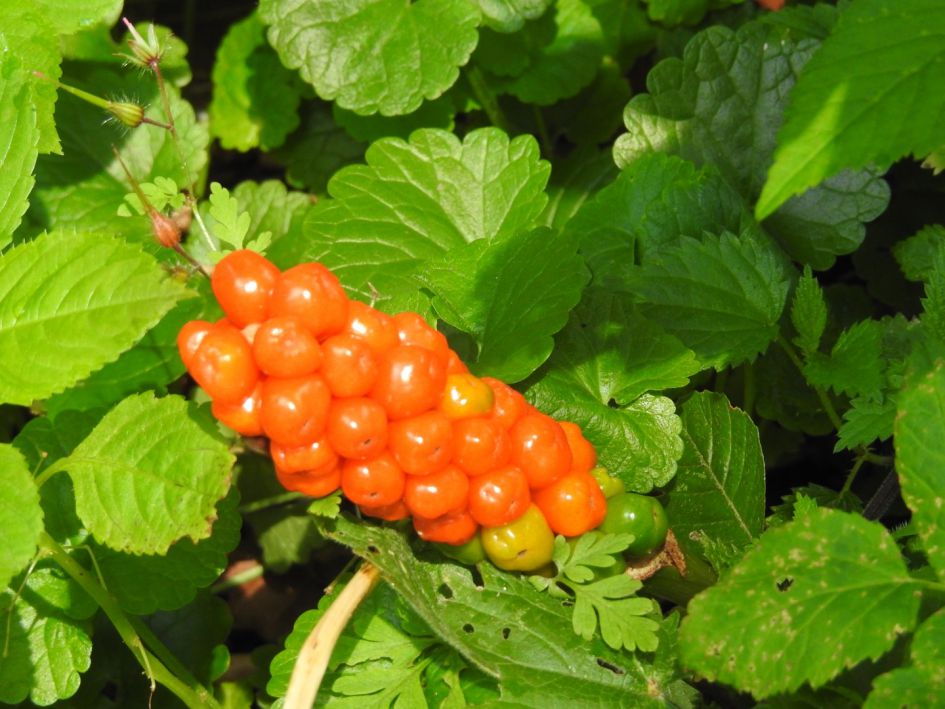 Wat zou dit kunnen zijn?