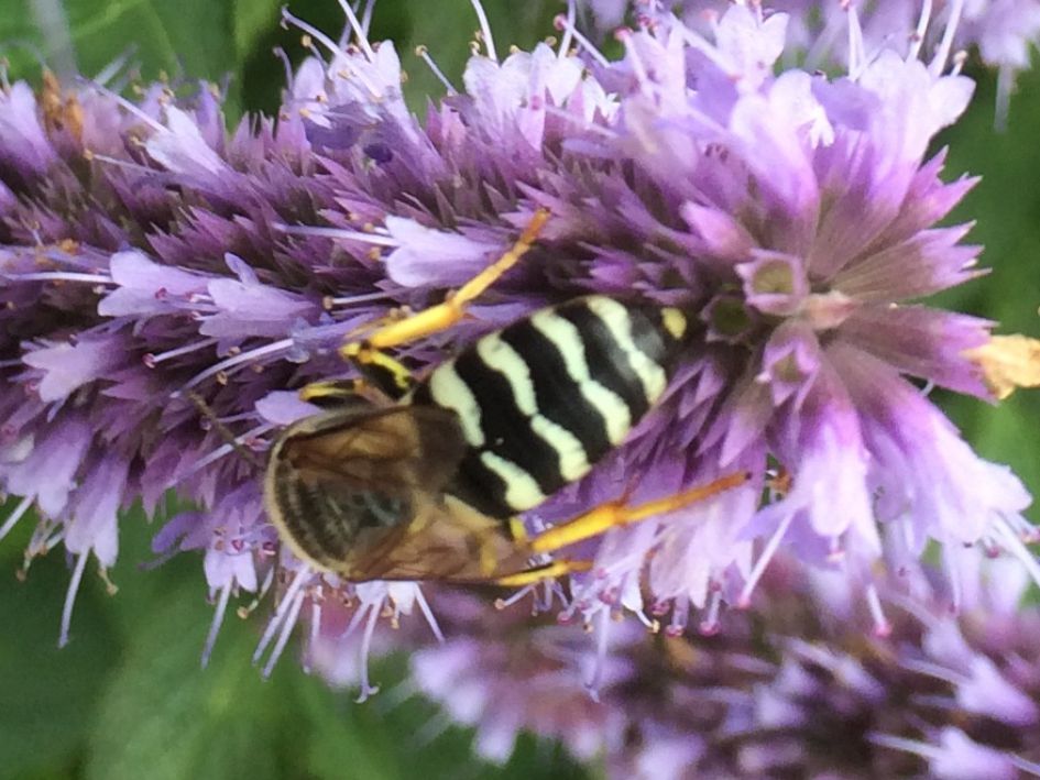 Determinatieprobleem