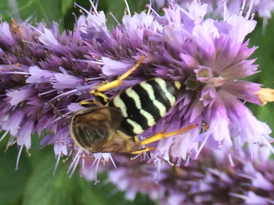 Determinatieprobleem