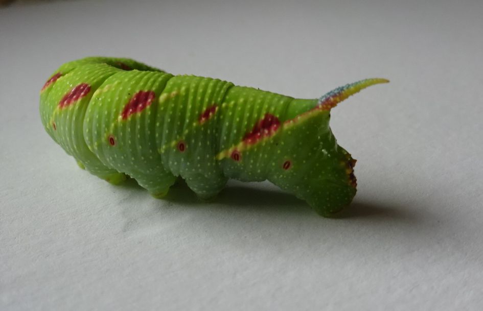 mooie rups uit lindenboom gevallen waarschijnlijk