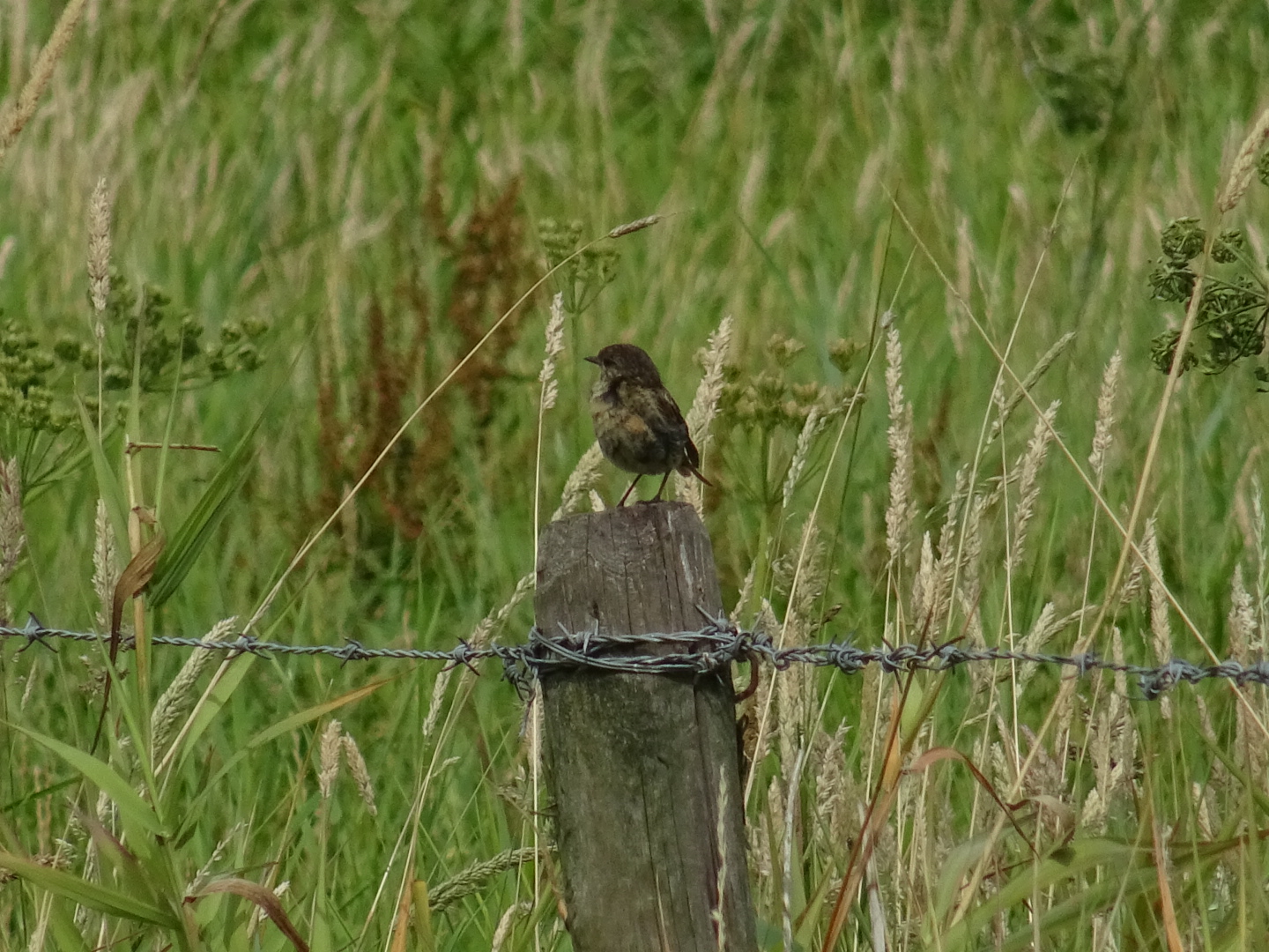 Welke jonge vogel is dit
