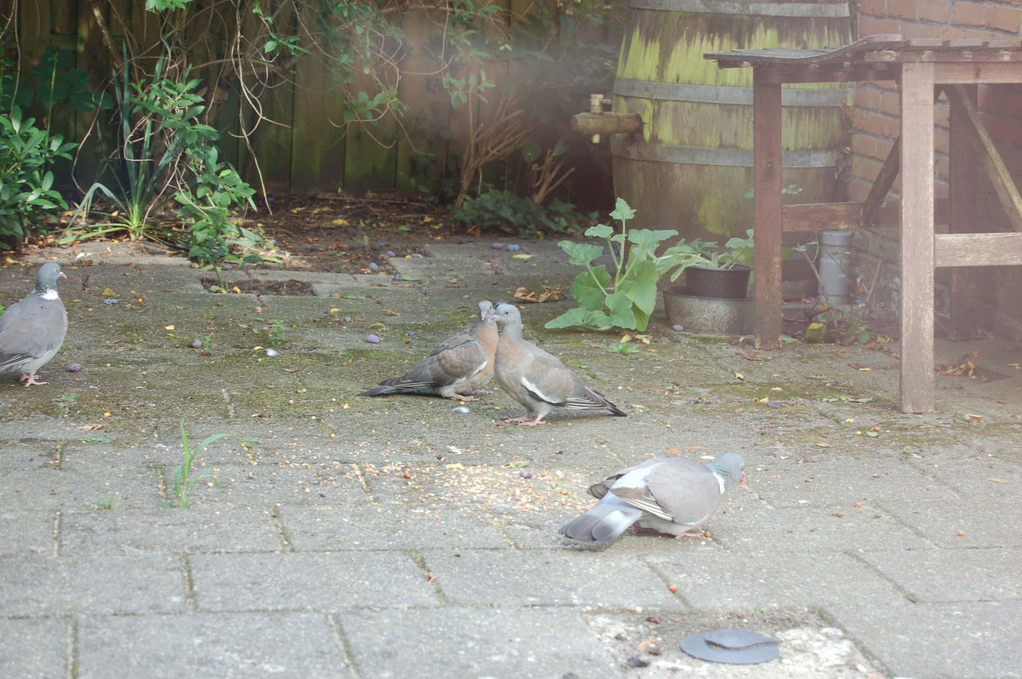 Wat zijn dit voor duiven?