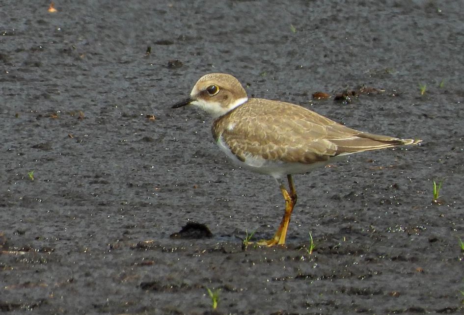 De naam van deze vogel