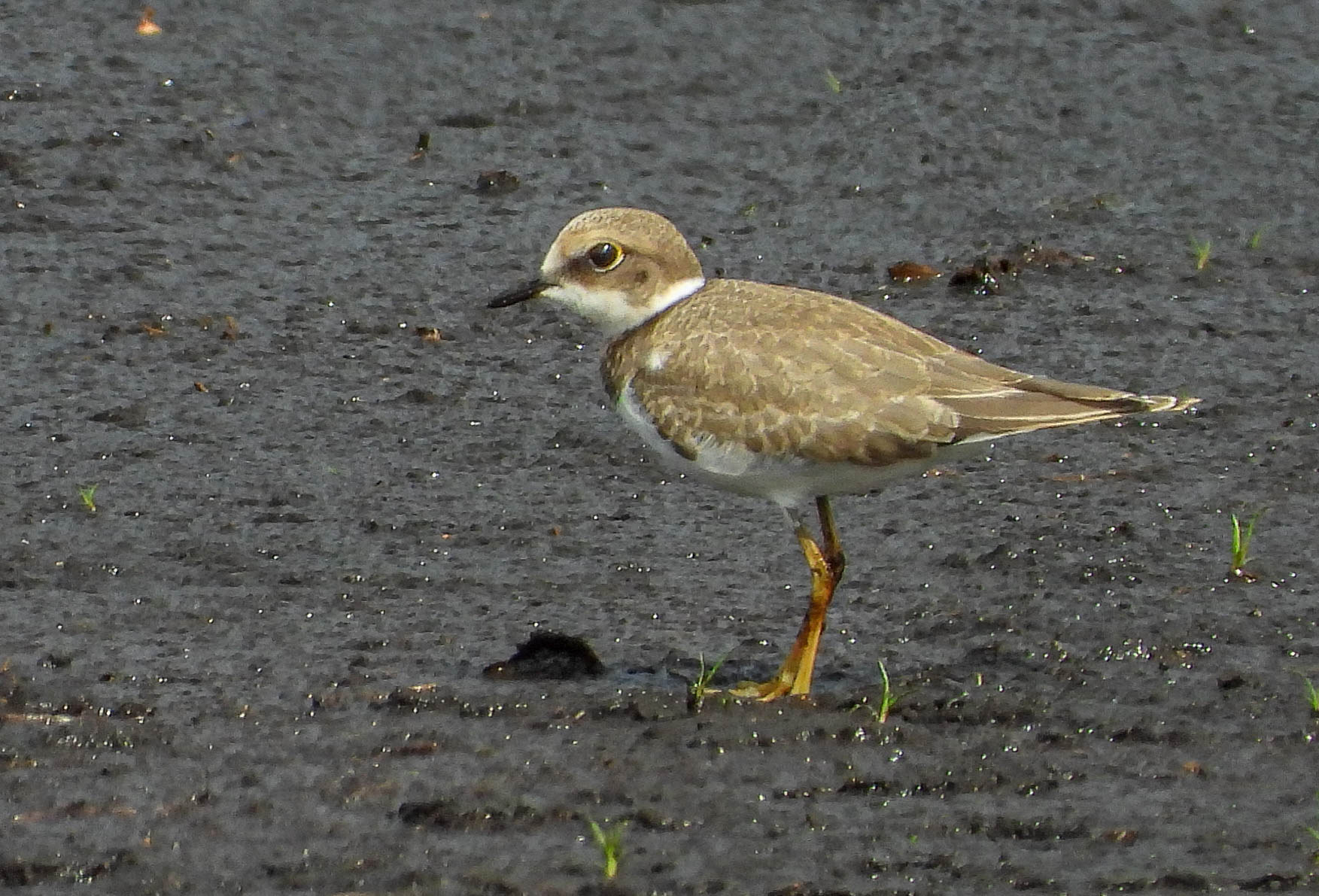 De naam van deze vogel