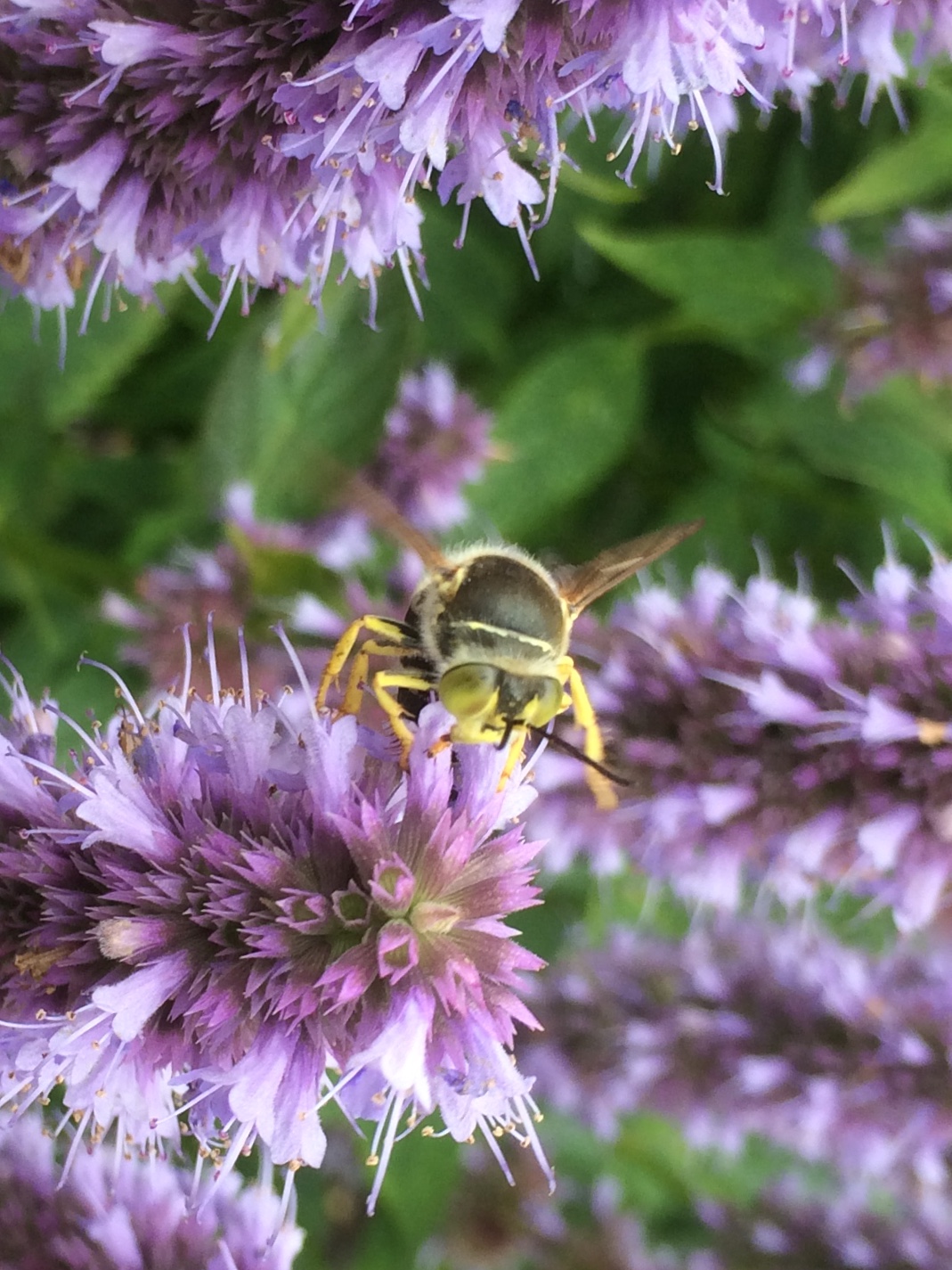 Determinatieprobleem(2)