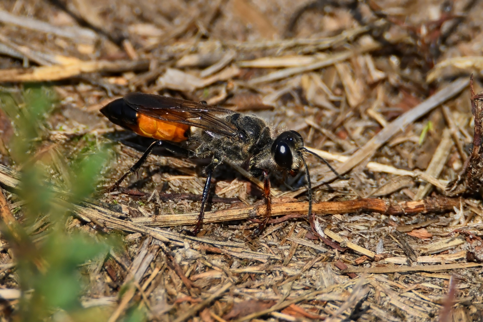 Welke soort Graafwesp ???