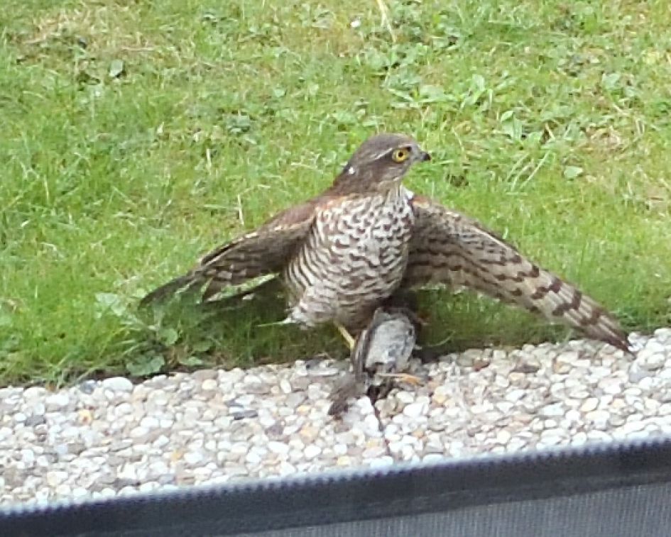 Wat voor roofvogel is dit ?