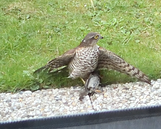 Wat voor roofvogel is dit ?