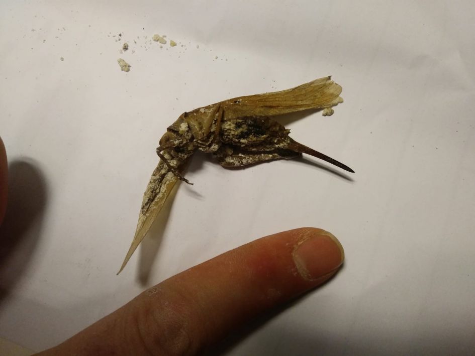 Wat is dit voor beestje?