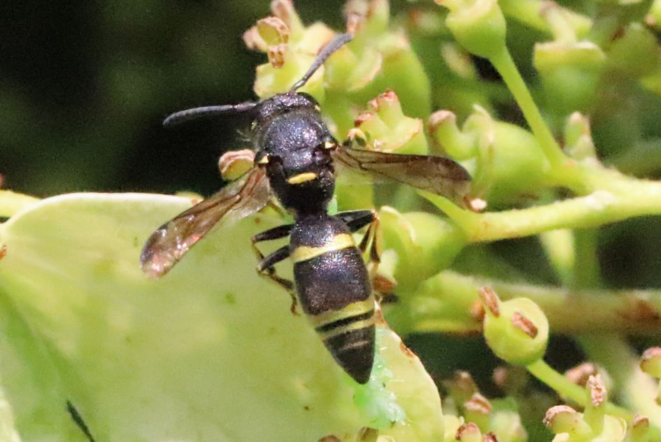 Wesp? op klimhortensia