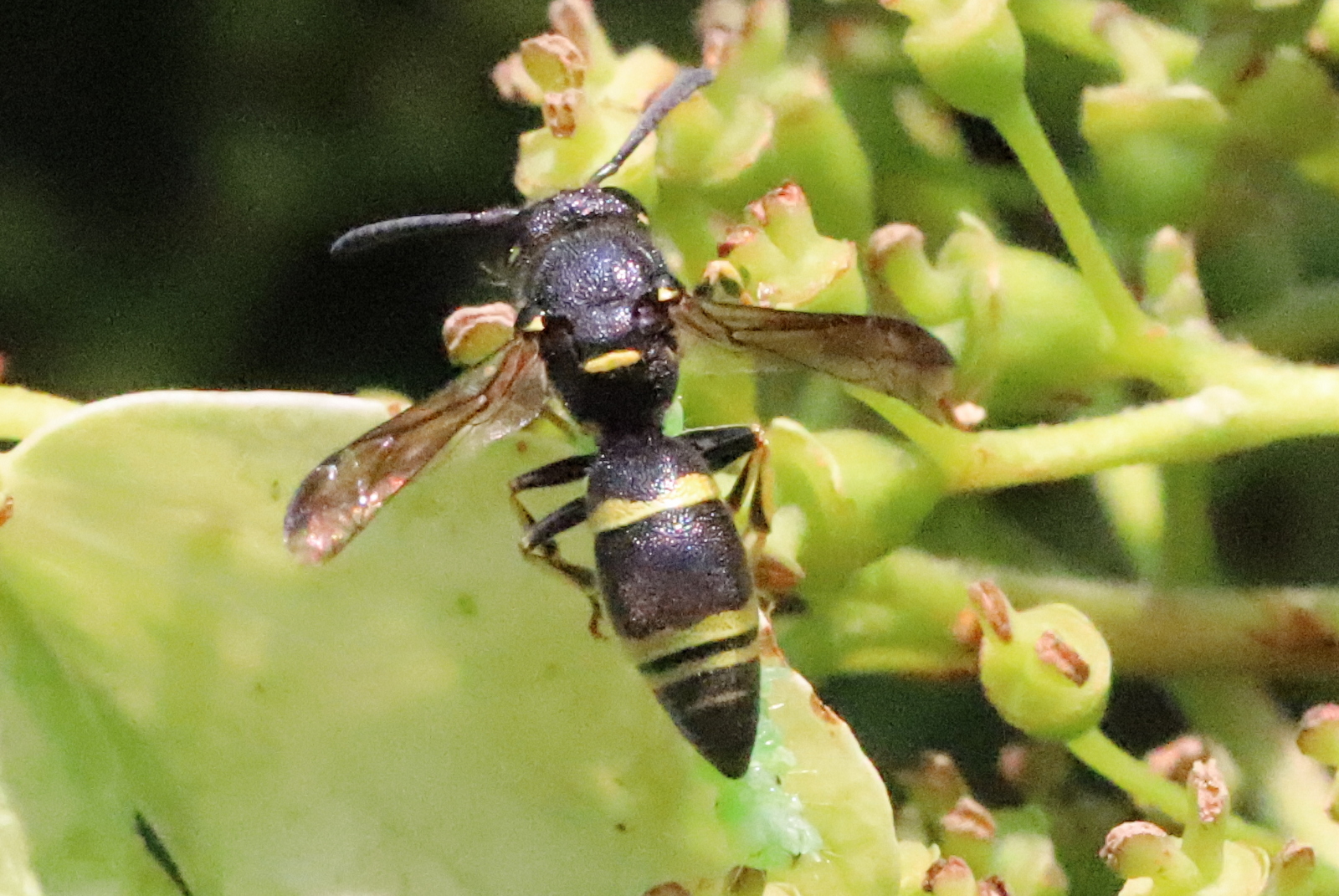 Wesp? op klimhortensia