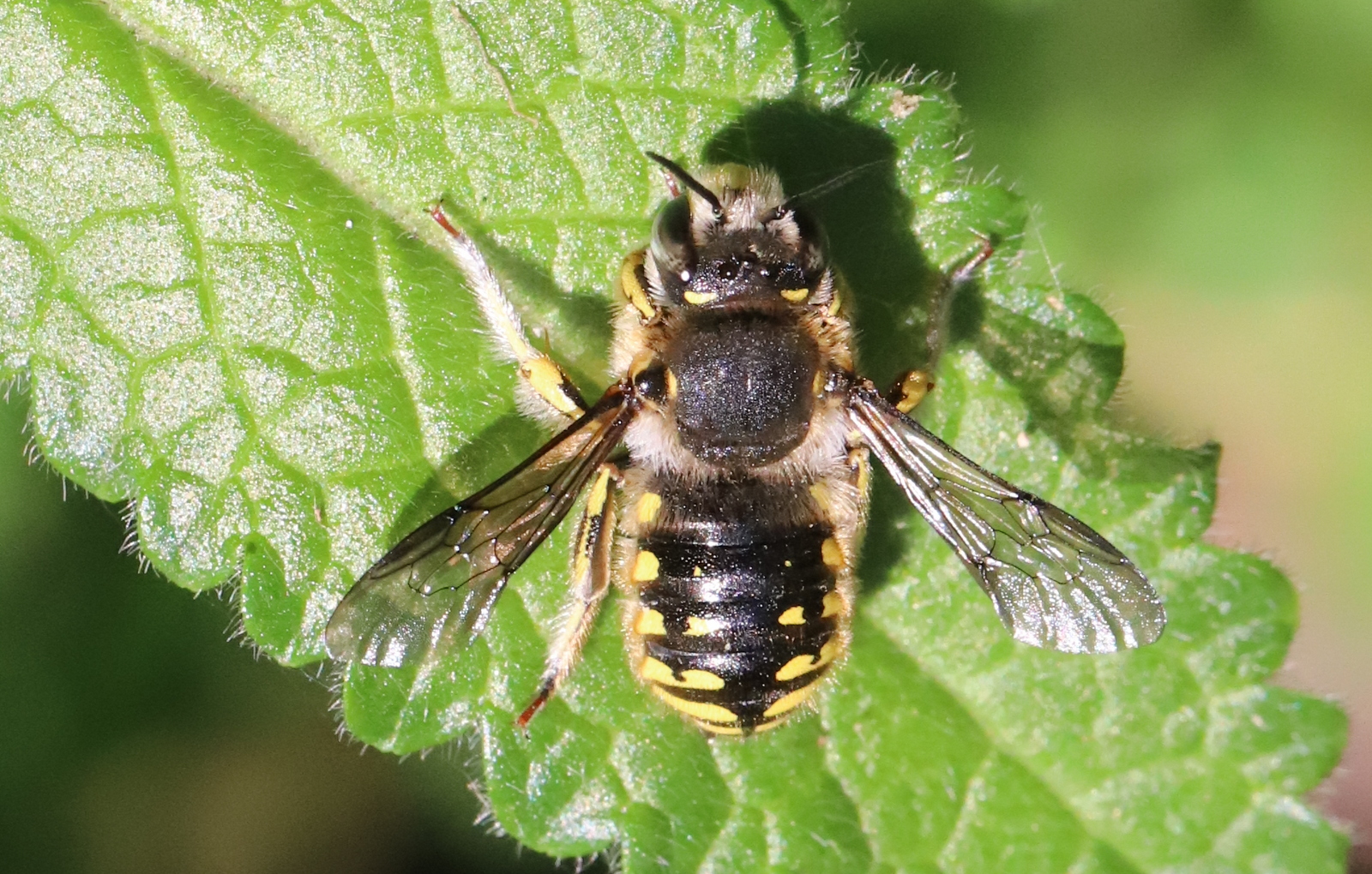 zweefvlieg op Betonie.