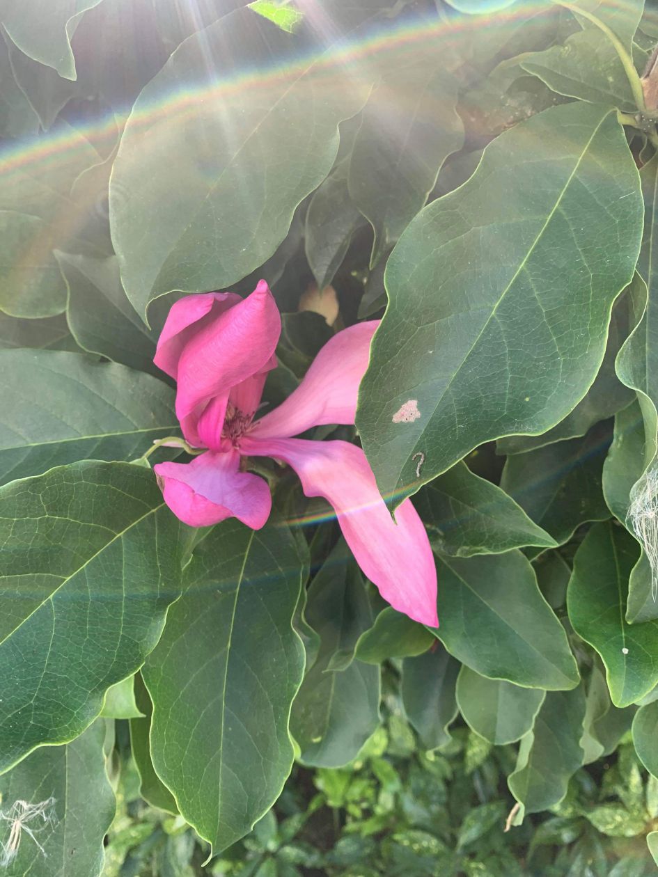 welke struik/boom is dit