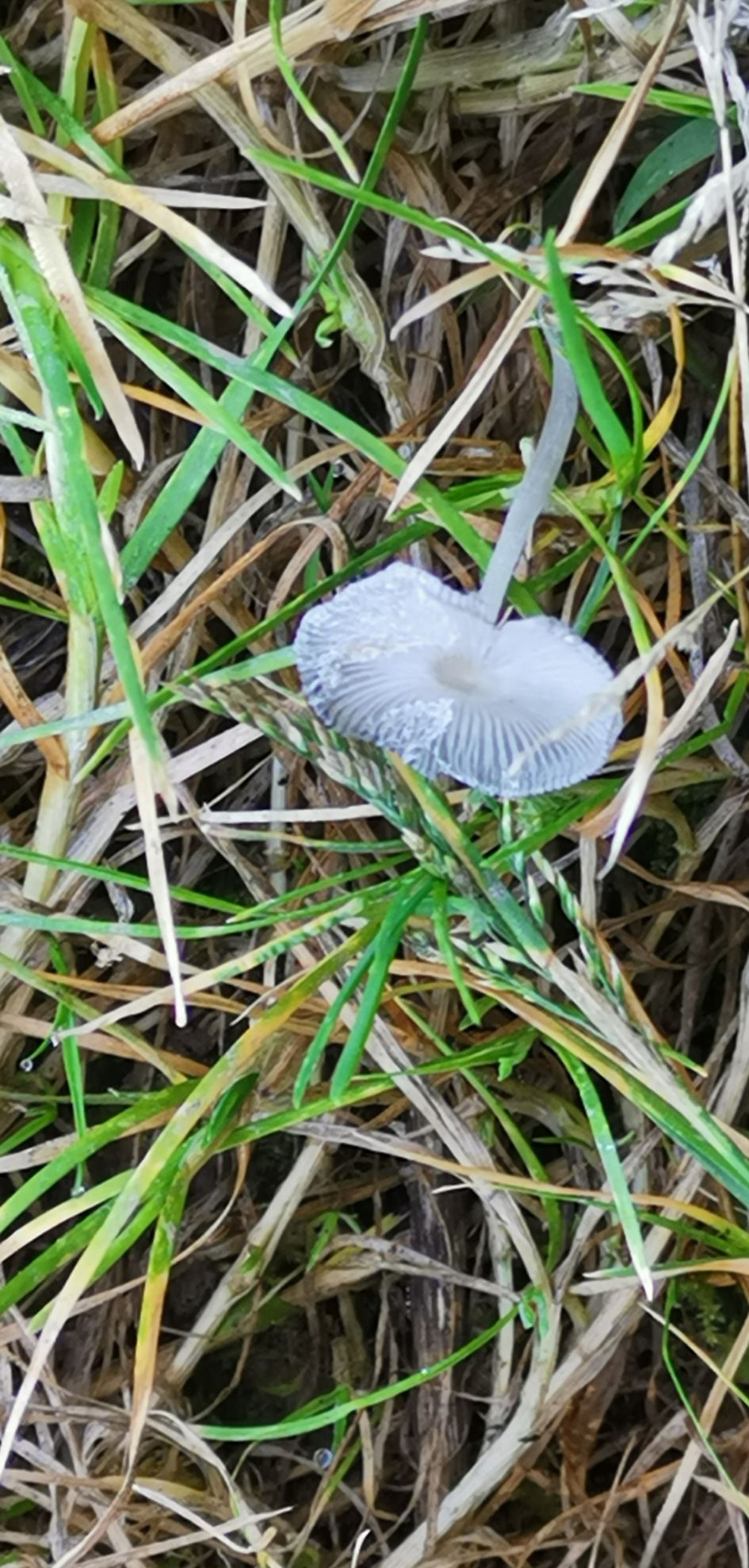 paddestoeltje zuidlimburg