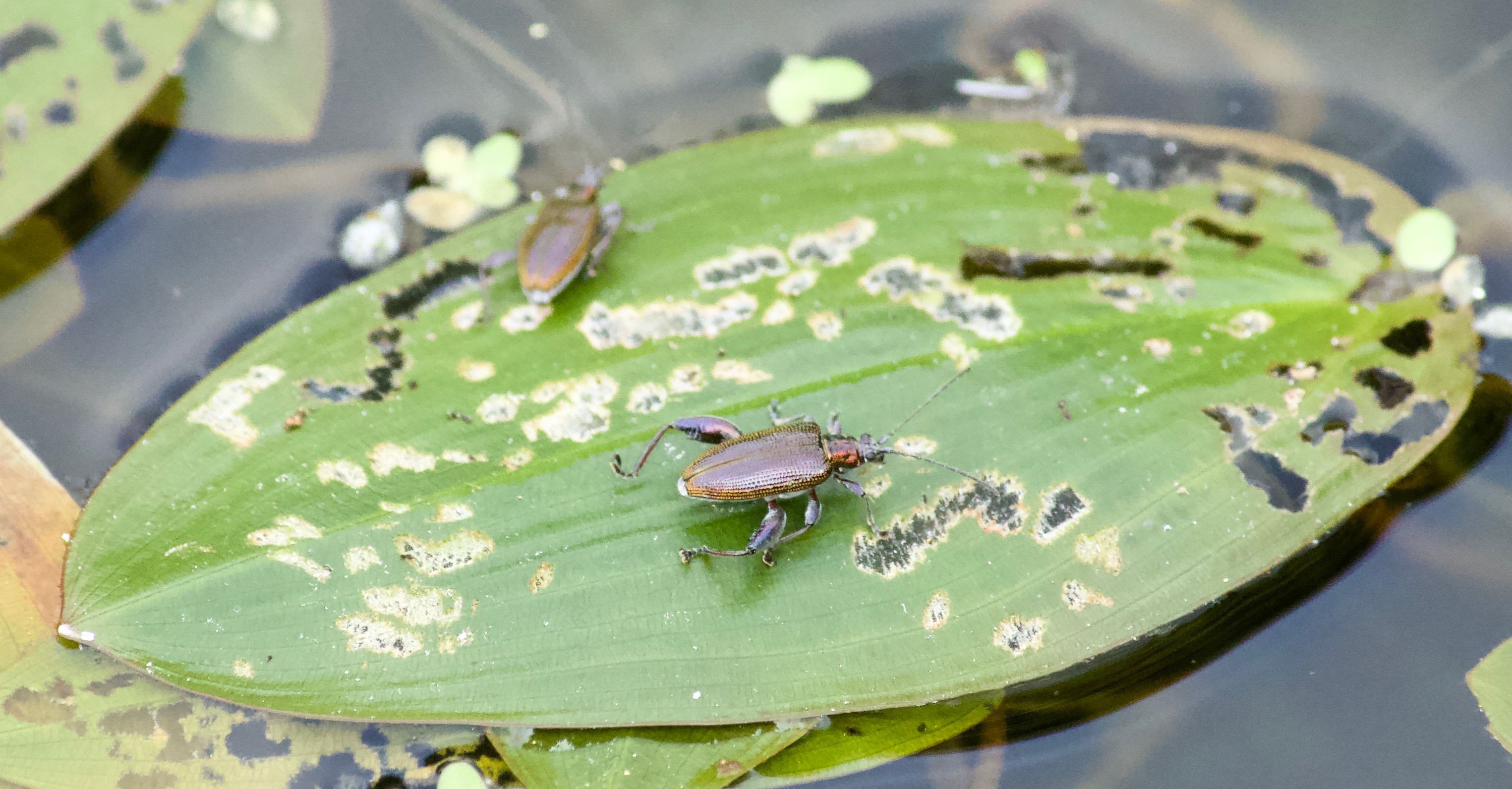 Welke soort kevers ?