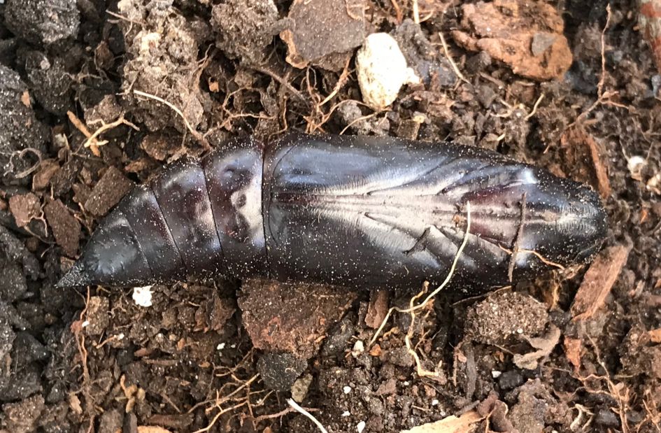 Doodskopvlinder kokon