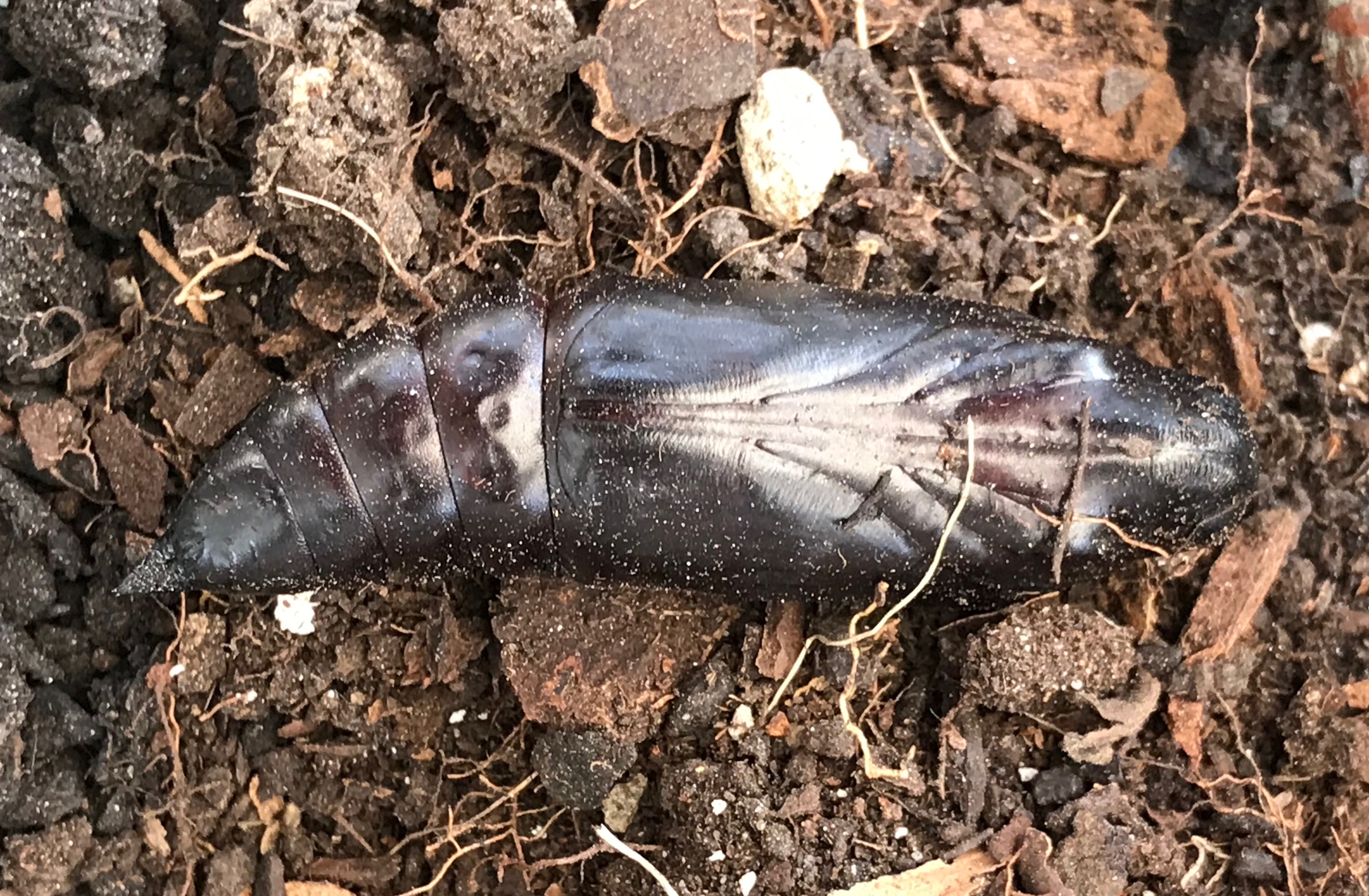 Doodskopvlinder kokon