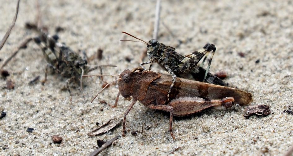 onbekende sprinkhaan