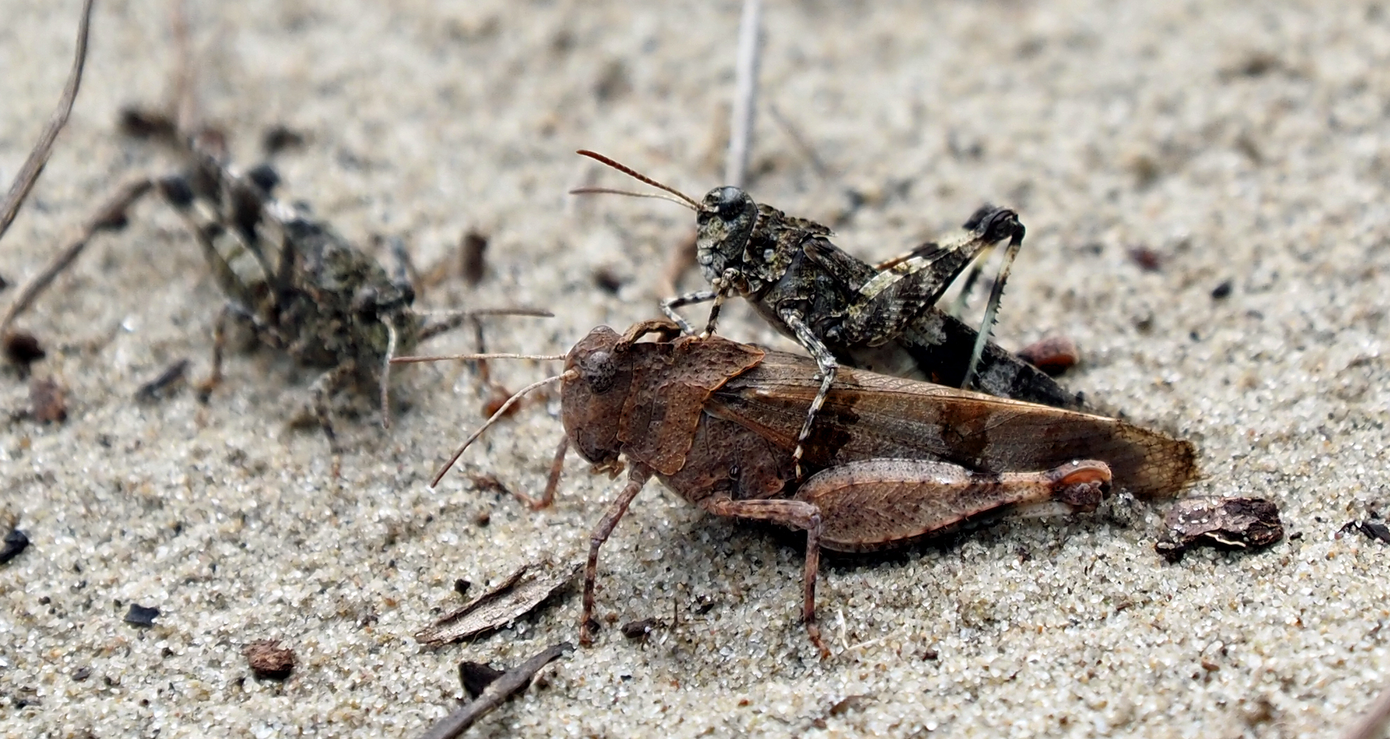 onbekende sprinkhaan