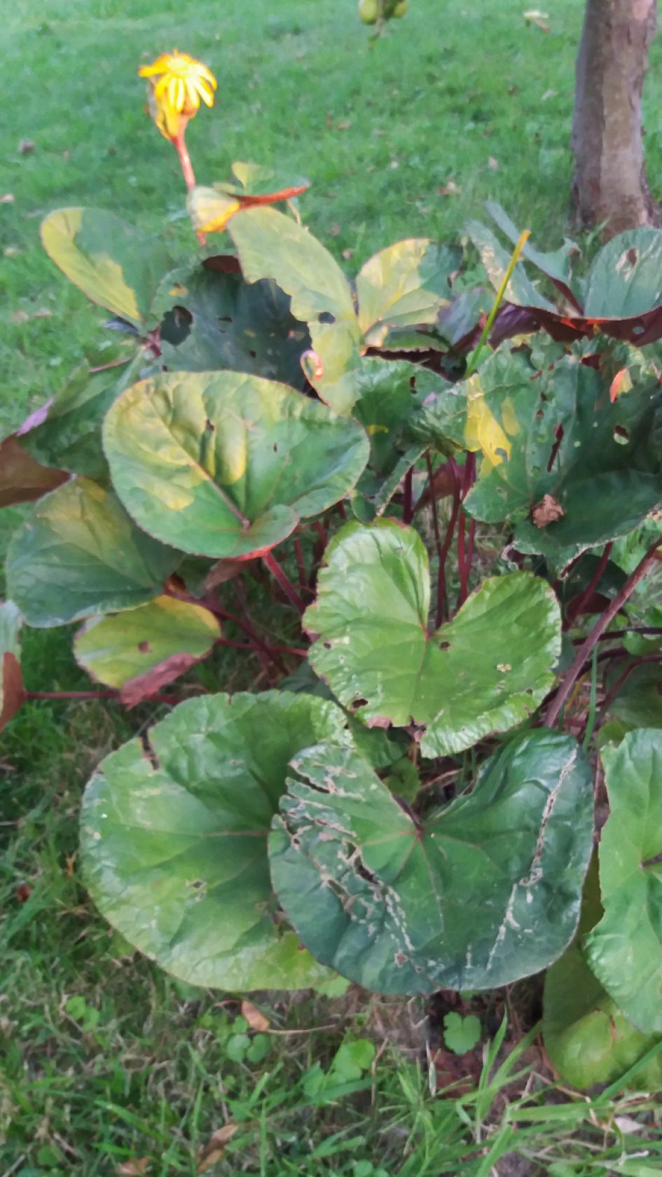 Hoe heet deze plant?