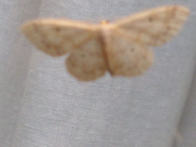 welk vlindertje is dit?