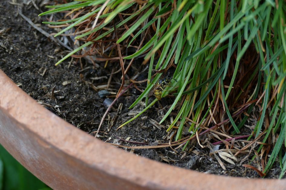 Wespen in Engels gras