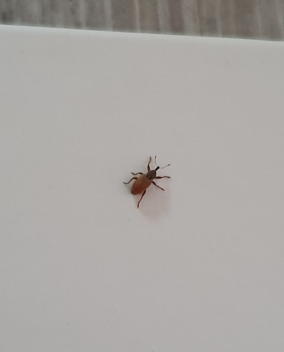 Wie weet wat dit is?