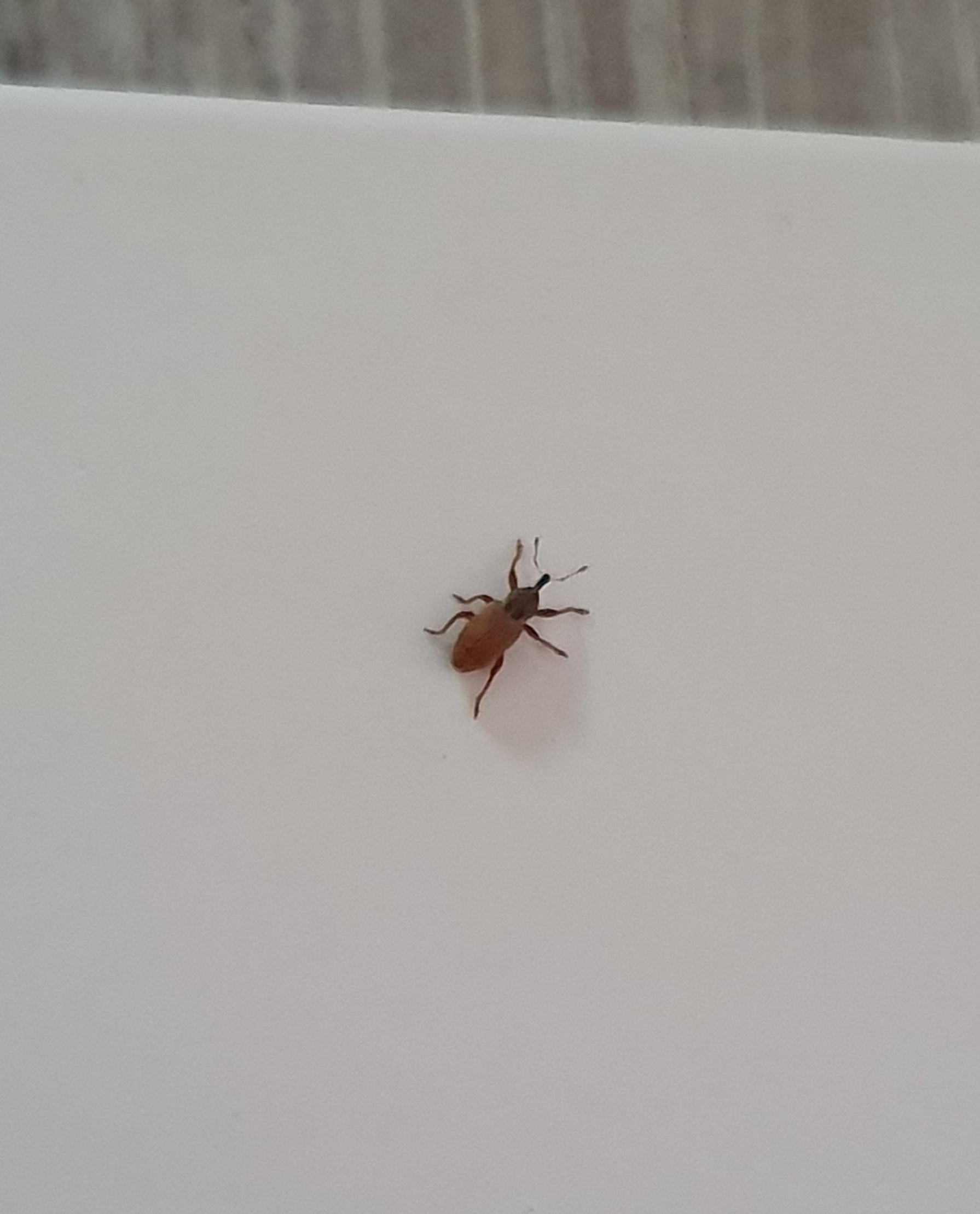 Wie weet wat dit is?