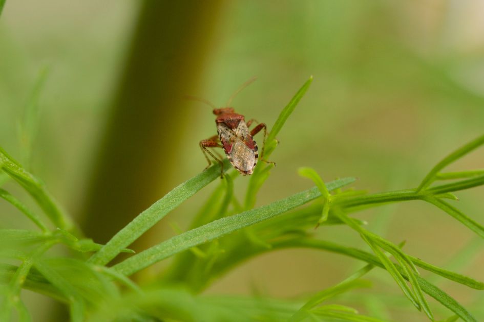 Wat is de naam van dit insect?