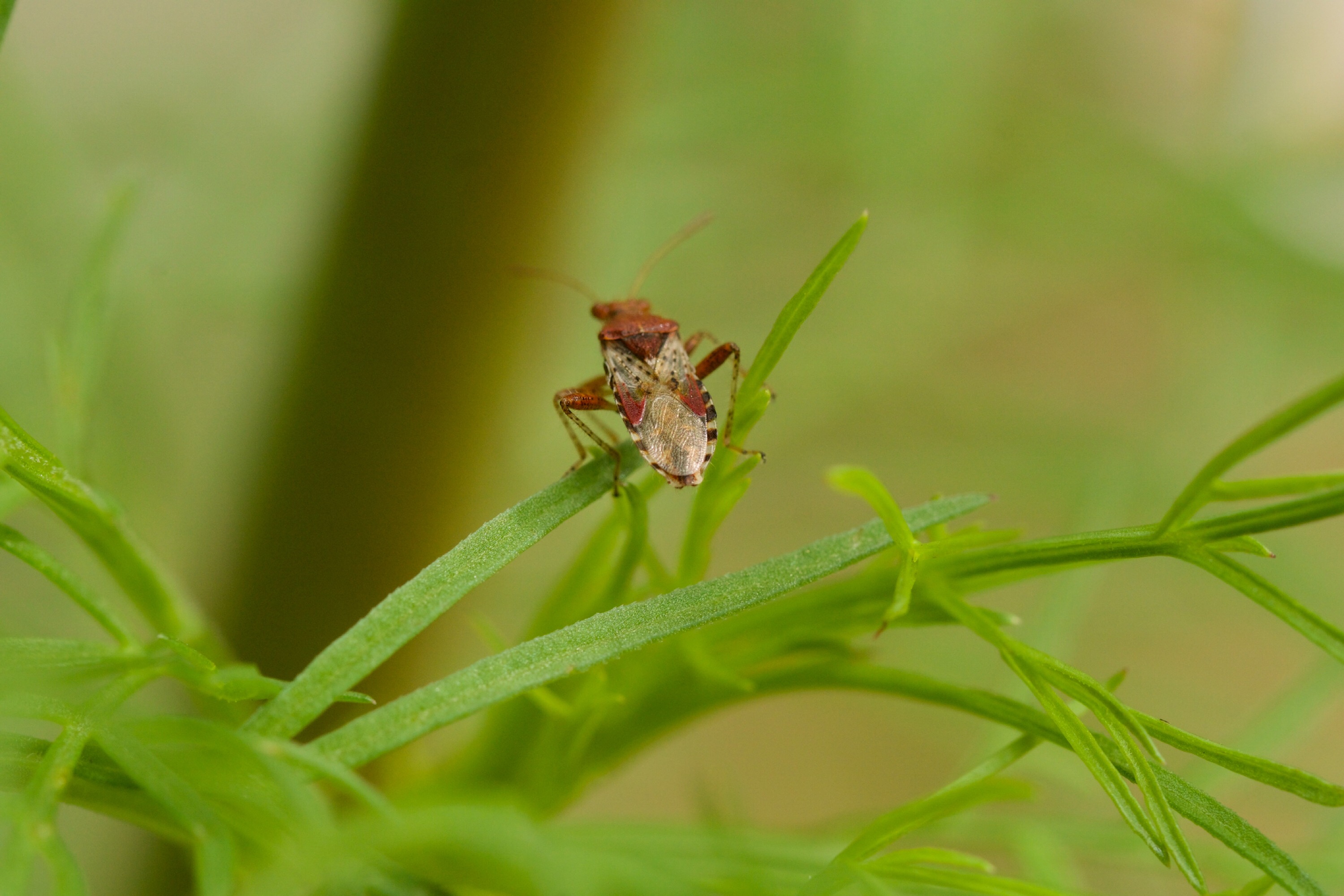 Wat is de naam van dit insect?
