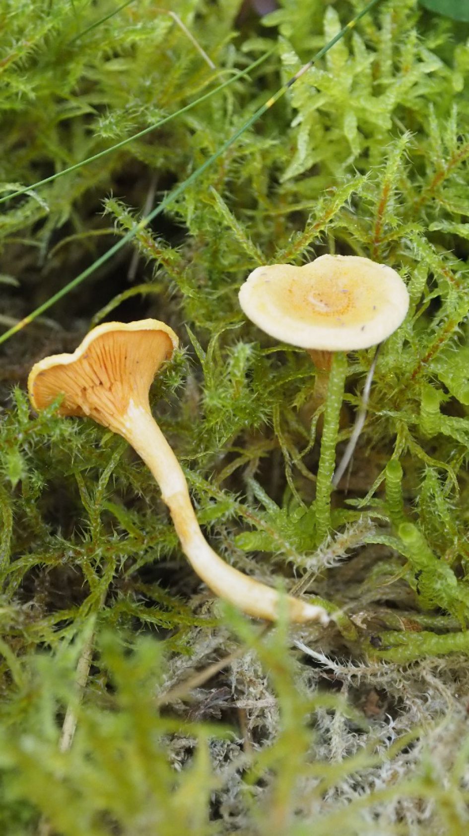 Nog een paddenstoel